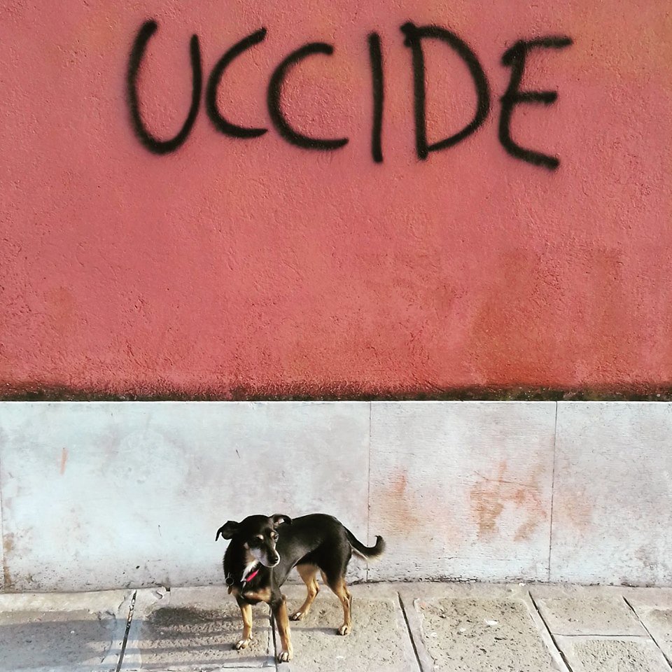 booksmarcopolo's tweet photo. allora intesi, se non venite stasera da #chiaravalerio che racconta #flush di #virginiawoolf alla #marcopologiudecca, sapete che cosa Olympia ha in serbo per voi. Alle 19.30, non mancate https://t.co/uSiDMwY3ZI https://t.co/1vQLhpShoD