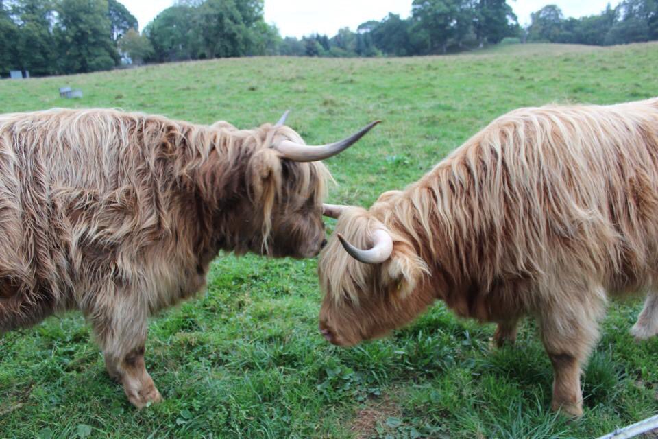 WeeStravaigin's tweet photo. βMay I have this dance milady?β Twa heilan coos getting ready to do a highland reel on #coosday ππ½ #fourleftfeet #wheresthekilt #ihopeshesaidyes https://t.co/VsHWRr71to