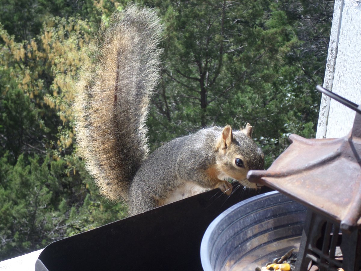 Schatzilein8's tweet photo. On a lighter note .. hopefully that makes you smile ... here is my buddy .. my best friend who have breakfast, lunch & dinner on my deck every day. 😍He is not shy at all & don't mind me taking pic's of him while he eats' his food. 🥜#TexasSpringTime #LovingMyAnimals 💗 https://t.co/2Lj9bT07gg