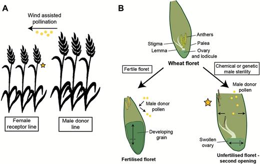 Jonathan Ingram (@jingram_words) on Twitter photo New opening for wheat seed production
Insight (2017) <a href="/JXBot/">JXB @jxbotany.bsky.social</a> bit.ly/2pEORIM
<a href="/Dixon_LE/">Laura Dixon</a> <a href="/bencives/">Stefano Bencivenga</a> <a href="/sbodes12/">Scott Boden</a> <a href="/JohnInnesCentre/">John Innes Centre</a>
In new virtual issue for #SEBAMM <a href="/SEBiology/">SEB @sebiology.bsky.social</a>
Original research from Okada et al., <a href="/rmwhitford/">Ryan Whitford</a> <a href="/UniofAdelaide/">Uni of Adelaide</a> <a href="/rmwhitford/">Ryan Whitford</a> bit.ly/2I6eQj0 New opening for wheat seed production
Insight (2017) <a href="/JXBot/">JXB @jxbotany.bsky.social</a> bit.ly/2pEORIM
<a href="/Dixon_LE/">Laura Dixon</a> <a href="/bencives/">Stefano Bencivenga</a> <a href="/sbodes12/">Scott Boden</a> <a href="/JohnInnesCentre/">John Innes Centre</a>
In new virtual issue for #SEBAMM <a href="/SEBiology/">SEB @sebiology.bsky.social</a>
Original research from Okada et al., <a href="/rmwhitford/">Ryan Whitford</a> <a href="/UniofAdelaide/">Uni of Adelaide</a> <a href="/rmwhitford/">Ryan Whitford</a> bit.ly/2I6eQj0