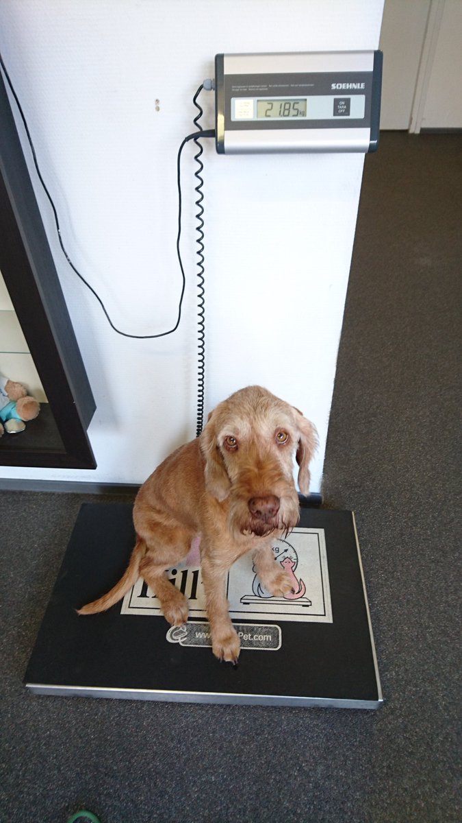 RunDoggy's tweet photo. When are you going to feed me??? #toolight https://t.co/lrVR2eqXDM