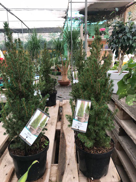 La Picea es una conífera de la familia de las pináceas. Aunque en ocasiones se le identifica popularmente como abeto, y más concretamente como abeto rojo, estrictamente hablando no es un abeto, por no pertenecer al género Abies, el de los abetos.