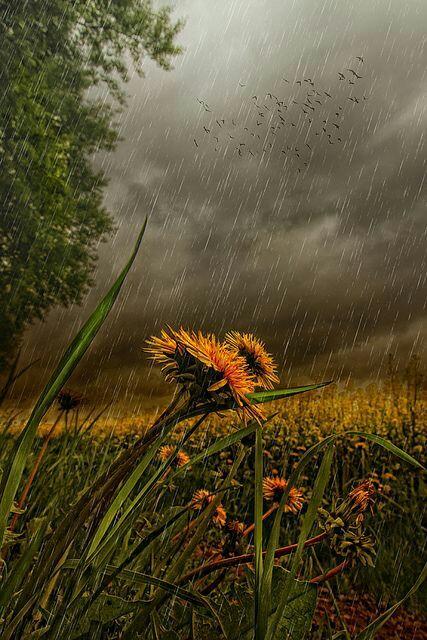 KelvinJasi888's tweet photo. Since rain makes you horny, what kind of weather makes you wanna get a job? #MyOutofOfficeMessage #NakedAndAfraid #massage https://t.co/QWpdo2U3Q5