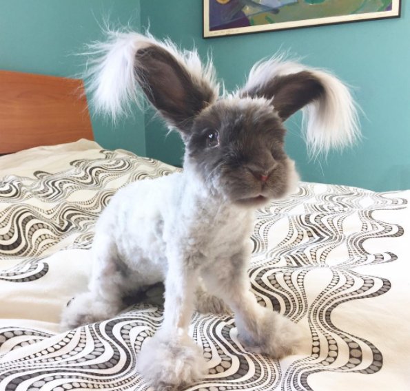 二度見するほど美しい生き物 アンゴラウサギのウォーリー 天使の羽のような耳を持つと言われるウォーリー アンゴラウサギは元々 かなり毛むくじゃらな種ですが可愛くカットしているウォーリー ちなみに元々のアンゴラウサギは画像4枚目の様な姿をし