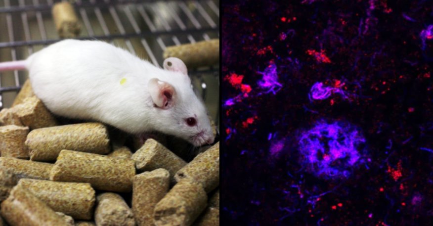 ladbible's tweet photo. Scientists successfully remove Alzheimer's from mice in huge breakthrough. https://t.co/eGnV7mUqfF https://t.co/Wj51j8TaYy