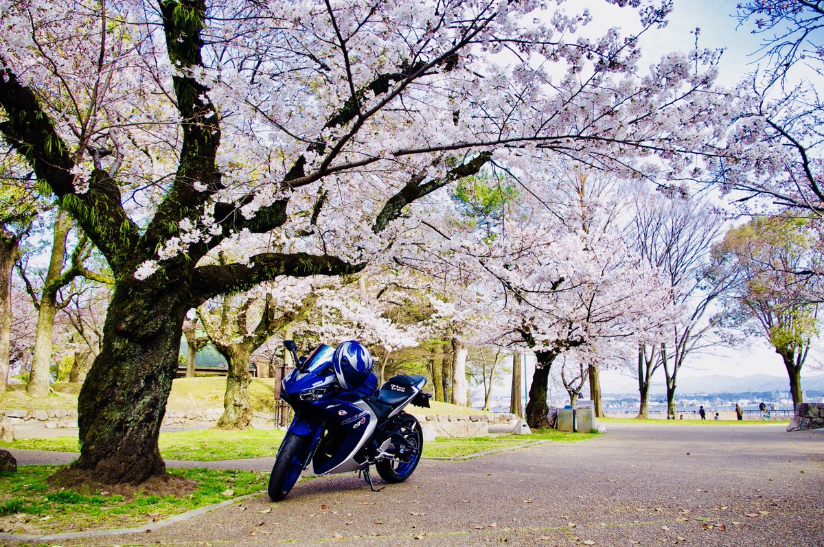 Le Reve ルレーブ Yzf R3 滋賀南部は桜いい感じでした 明日は京都に桜を見に行こうかと 桜が満開 Yamahaが美しい バイクと桜 バイクのある風景