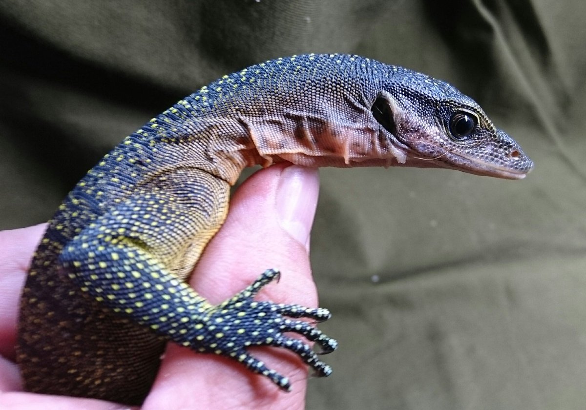 シュミット モニター カール 【爬虫類ペット飼育】マングローブモニターの飼育方法のまとめ