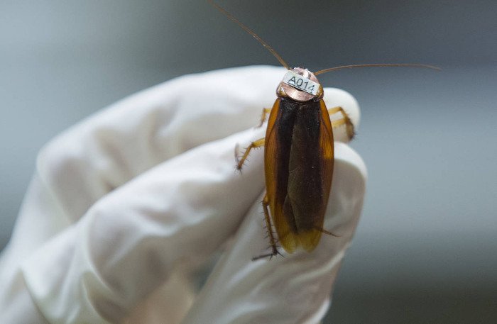 Chinese scientists study medical use of cockroaches #Chinesescientists b2s.pm/xgbXgb