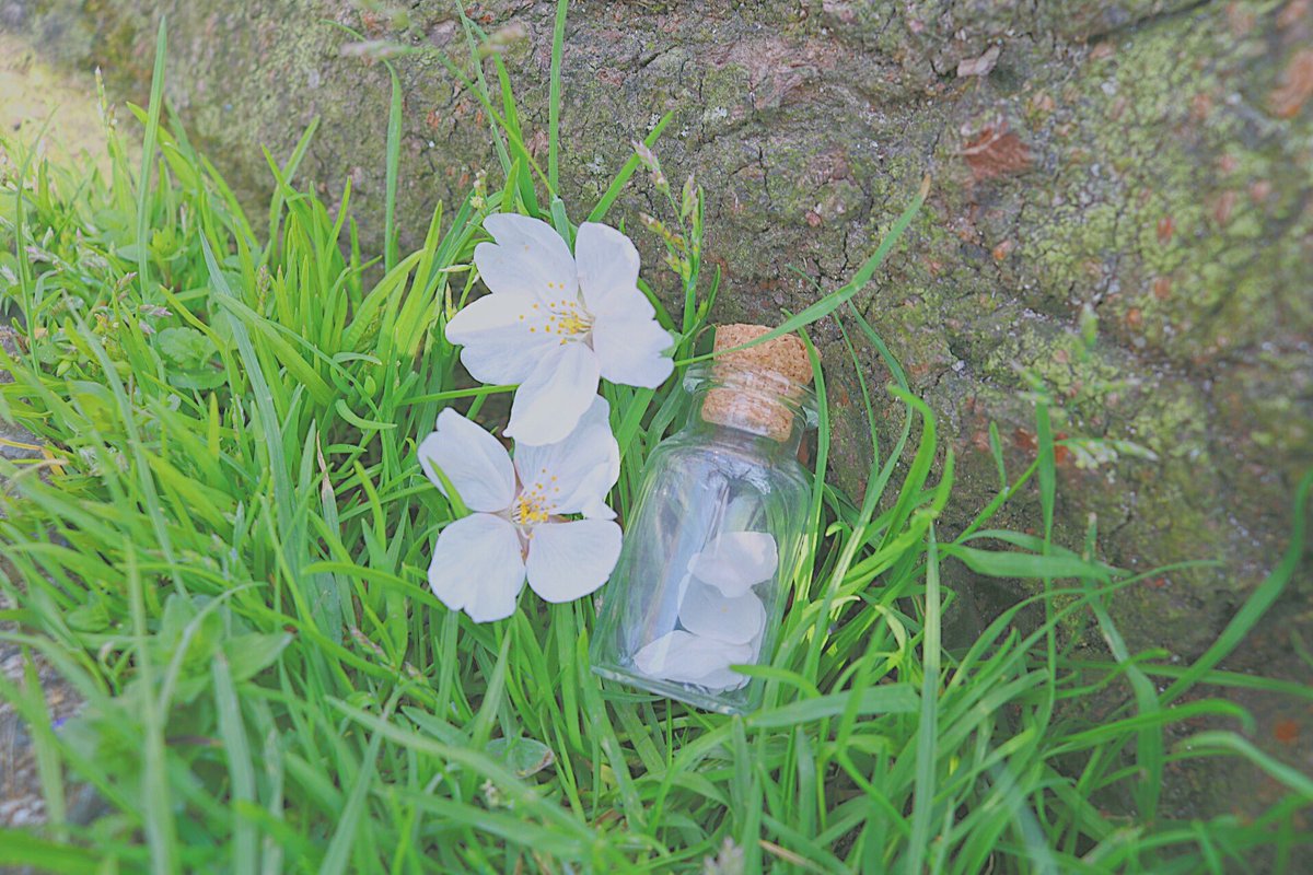 H あっかんべー花 Etiketa Sto Twitter