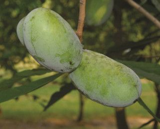 LuberaUK's tweet photo. Thank you #GrahamAndrews for the Soup-er coverage of our brand new #Pawpaw 'Campbell's No1' ....why don't you pop(art) over to #GrahamsGardenBuddies blog to read more!!
https://t.co/VtoKh8ajXH https://t.co/Yya4pbL8bu