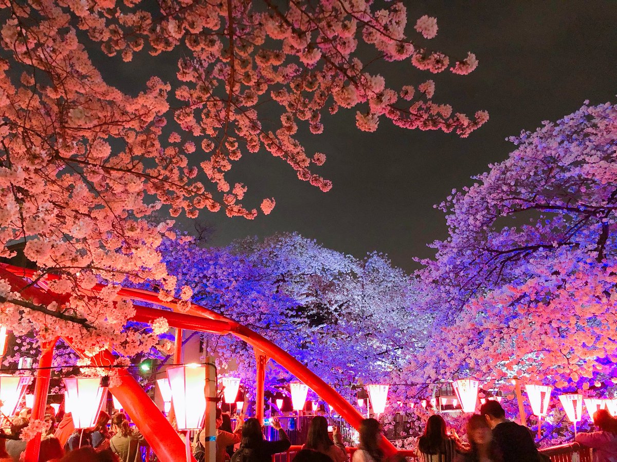 あやなん 目黒川の桜綺麗過ぎた 桜もっこもこ ふわっふわ こんな綺麗なの初めて見た