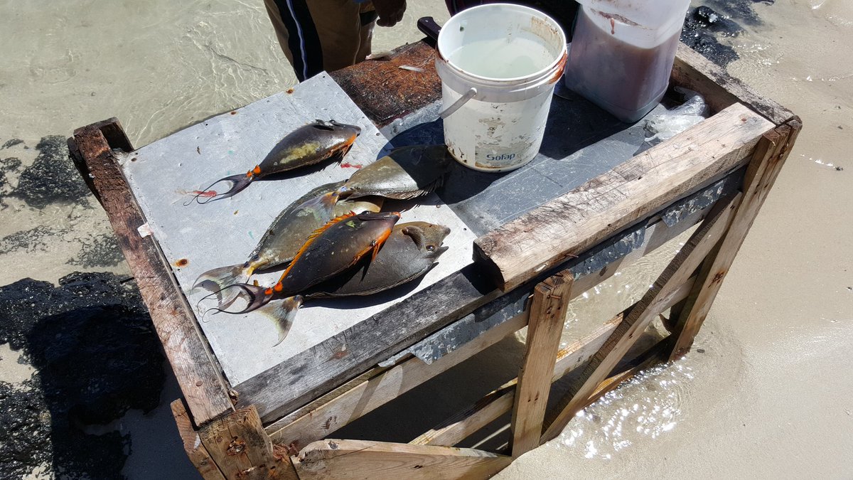 <a href="/FishForKings/">Fish For Kings</a> <a href="/Kingfisher_BXM/">Kingfisher Brixham</a> <a href="/bazilyo/">bazilyo nkuna</a> this morning's catch and block work Mauritius style #lovefish