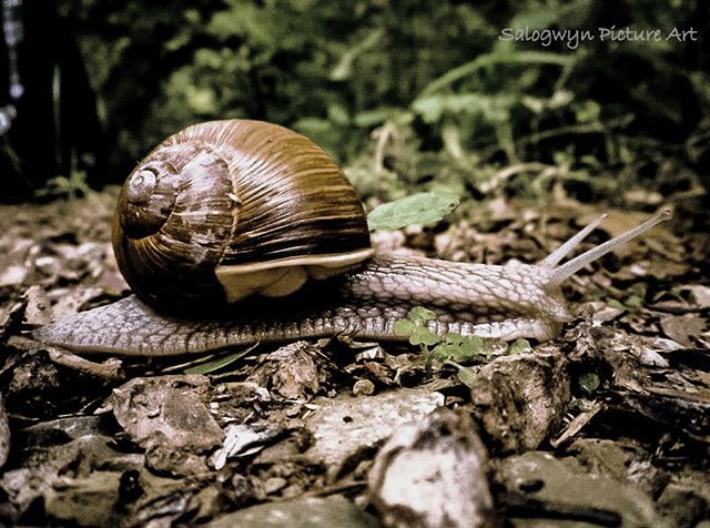 Salogwyn's tweet photo. Cute snail on its way :) #snailpics #snails #photographyIsArt #mode_emotive #photooftheday #shotwithlove #nature_worldwide #ifnat #MoodyGrams #nature_wizards #pr0ject_soul #theuniversalart #fantastic_earth #ig_today #moodygrams #ig_thisworld #ig_eternity… https://t.co/zMpPbu38tX https://t.co/3QqH9iq9Aw