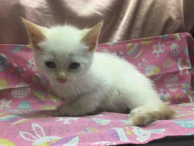 Siamese Angels On Twitter And So It Begins Kittenseason