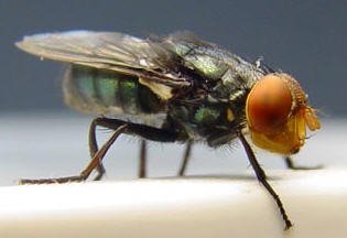 BMCBiology's tweet photo. Why is the sterile insect technique not more common, and how can we build on its historic success in the future? Luke Alphey comments on the technical - and economic - challenges #invasivespecies #invasiveweek https://t.co/57h2GxruHj https://t.co/Y3L89OtrxY