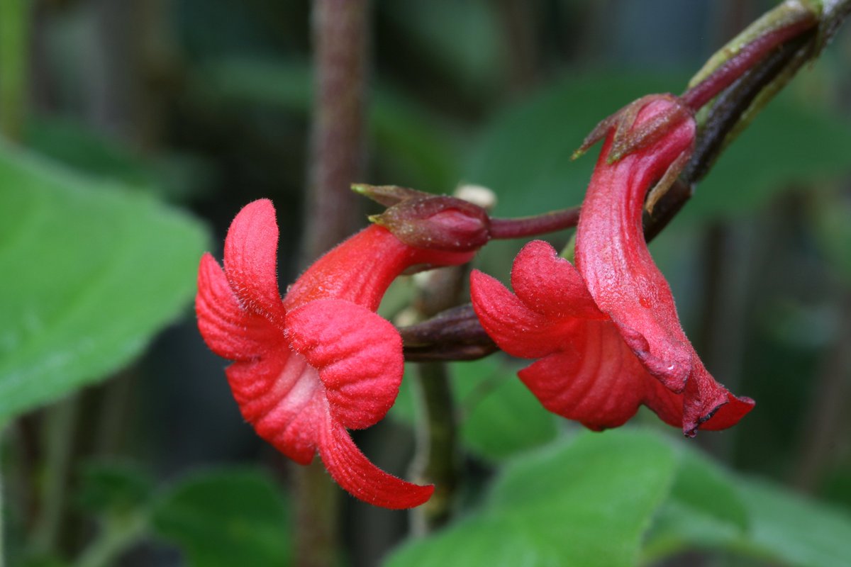 Hannah Atkins tweet media