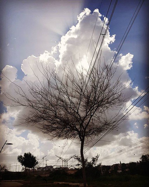 sae_vander's tweet photo. Reposting @daniellebnsh:
Just caught my eye... π
.
.
#naturephotography #cloudy #photography #frame #sky #igcaptions #walking #instamoment #instadaily #picture #photoshare_everything #picsart #photoshoot #shooting #tree #framing #amazing #coolpics #beautiful #bestoftheday https://t.co/7FYgxZnYYy