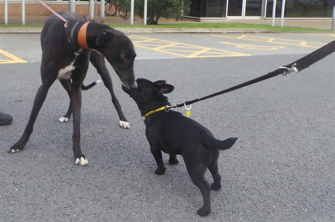 DogsTrust Manchester tweet media
