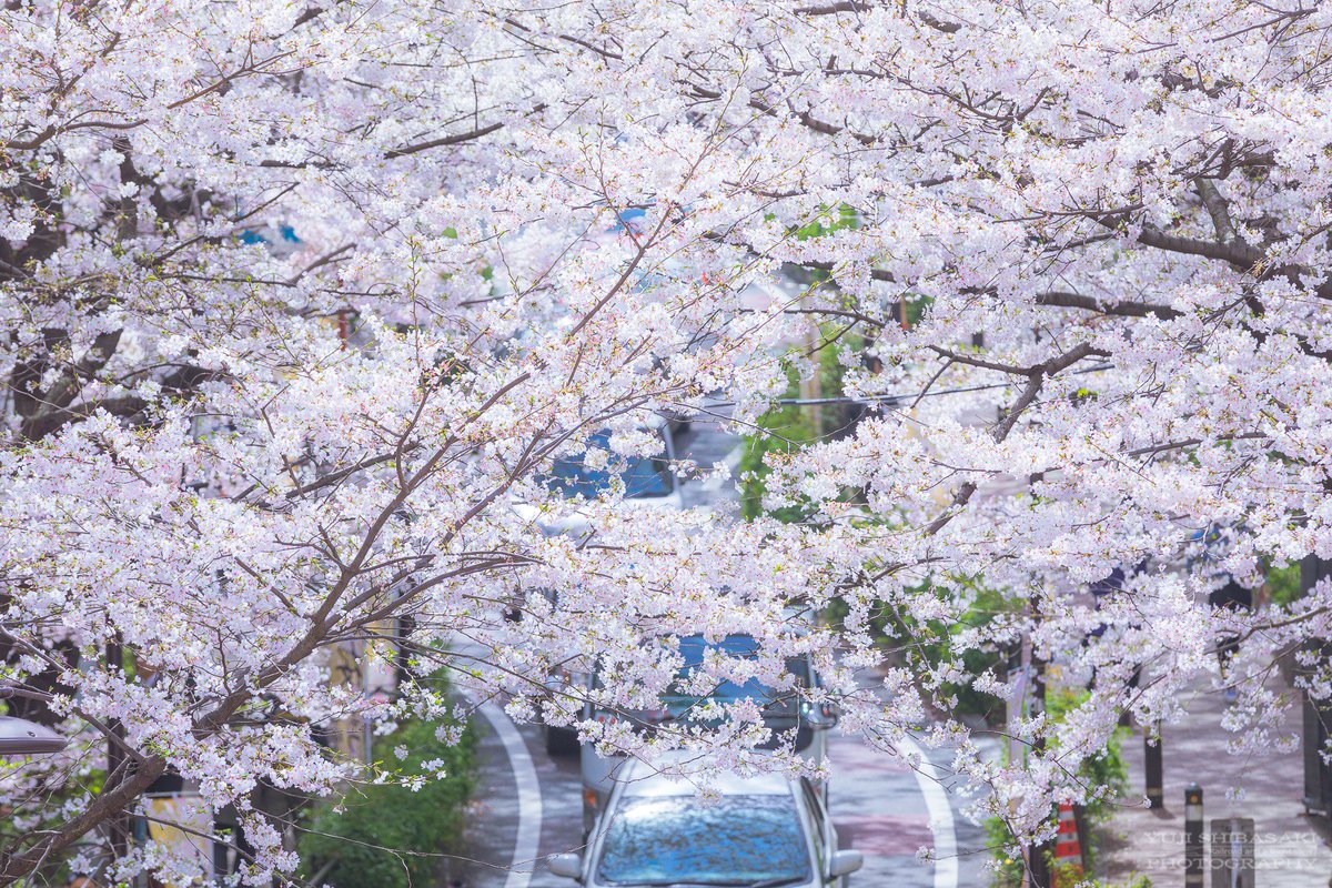 Yuji Shibasaki Photo على تويتر 渋谷 桜坂 東京都内の賑やかな街 渋谷の桜坂も満開に 福山雅治の 桜坂 のモデルになった場所ではないけれど 桜坂が流れていました 渋谷 桜坂 桜 Sakura Shibuya Tcc桜ツイート