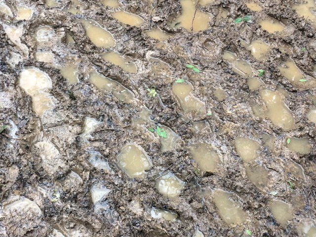 slimmeria's tweet photo. Magic walk this morning with a very magic group. How was your Tuesday morning? #magictree #magicmud #magicwildgarlic #Slimmeria #Sussex #HyeHouse #detox #retreat #health #fitness #diet #weightloss https://t.co/n3ruMqhrTo