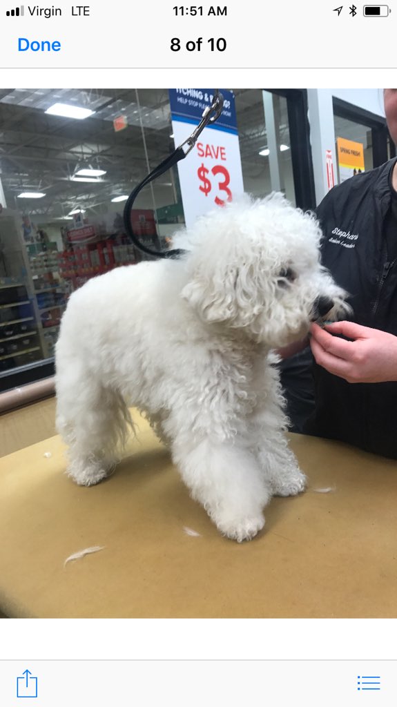 CneGrooming's tweet photo. #northeastgrooming #cne #1295 #breedtrim #bichon by leemarie https://t.co/jYSIl9ERl6