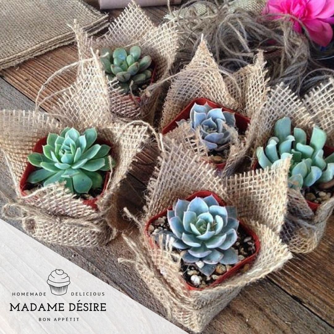 Nişan, düğün, lansman ve açılışlar, her türlü kutlama ve sunumlar için değişik ve şık bir sunum tercih eden müşterilerimiz için sukulentlerimiz hazır! #sukulent #sunum #kutlama
