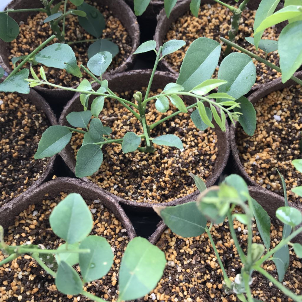 Meg アドバイスに従ってプロトリーフ さし芽種まきの土 3lとさし木の発根促進剤 ルートンを購入 ポットはjiffy Pots そのまま植えられる鉢 準備万端で作業して個できた 土が足りなくなって3つは残り物の適当な土を使ったけど うまく根付いてくれます