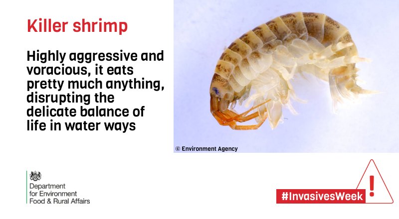 DefraGovUK's tweet photo. Looks tasty but #killershrimp are a disaster for our native species, they eat pretty much anything that gets in their way, disrupting the balance of our waterways. Find out more about #InvasivesWeeks and what YOU can do to stop their spread: https://t.co/07CWvP1ppR https://t.co/E9NwPGxWJK
