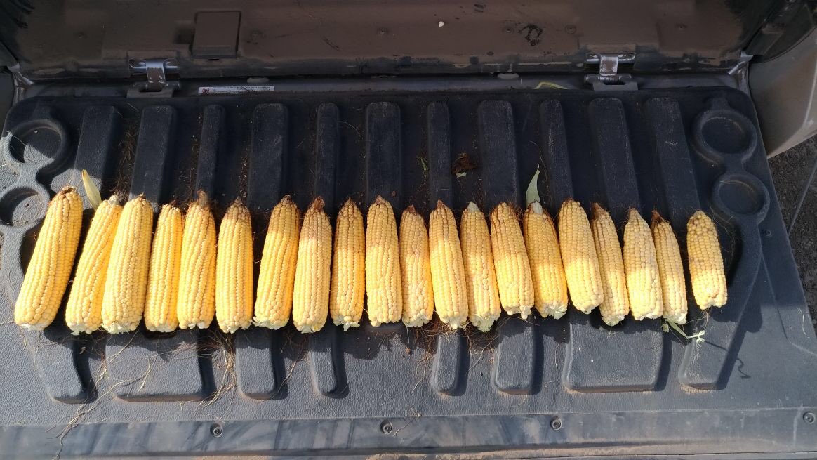 “Boca de urna” Componentes de rinde maíces de diciembre Unidad Territorial Monte Cristo: mayor merma en espigas/ha que en granos por espiga.. incógnita por el peso de mil..  tal vez obtengamos un 55% del rinde del año pasado (?)