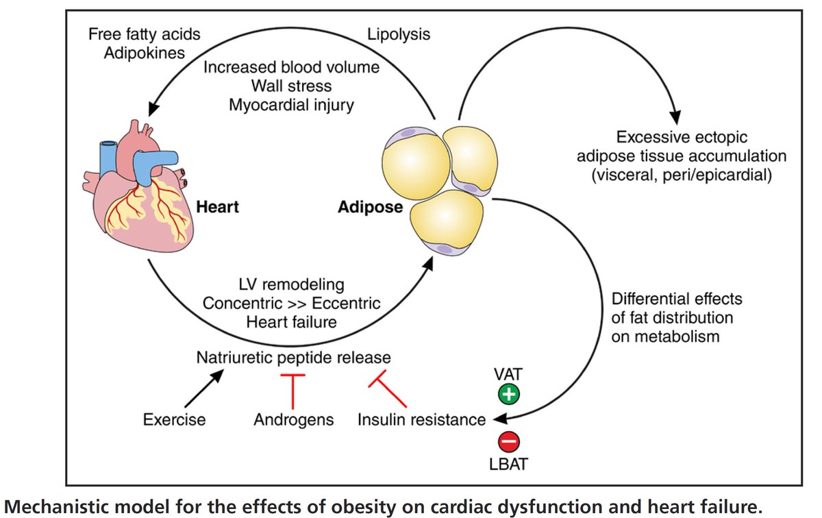 Heterogeneidad cardiovascular y metabólica de la obesidad (Review) doi.org/10.1161/CIRCUL… <a href="/almucastro01/">Almudena Castro Conde</a> @Cristob_Morales <a href="/cristinatejerap/">Cristina Tejera</a> <a href="/mdballesteros/">María Ballesteros #yoelijoEndocrino</a> <a href="/isidoro_cano/">Isidoro Cano</a> <a href="/sandradurandoc/">Alejandra Durán</a> <a href="/DiegoBellido2/">Diego Bellido</a>