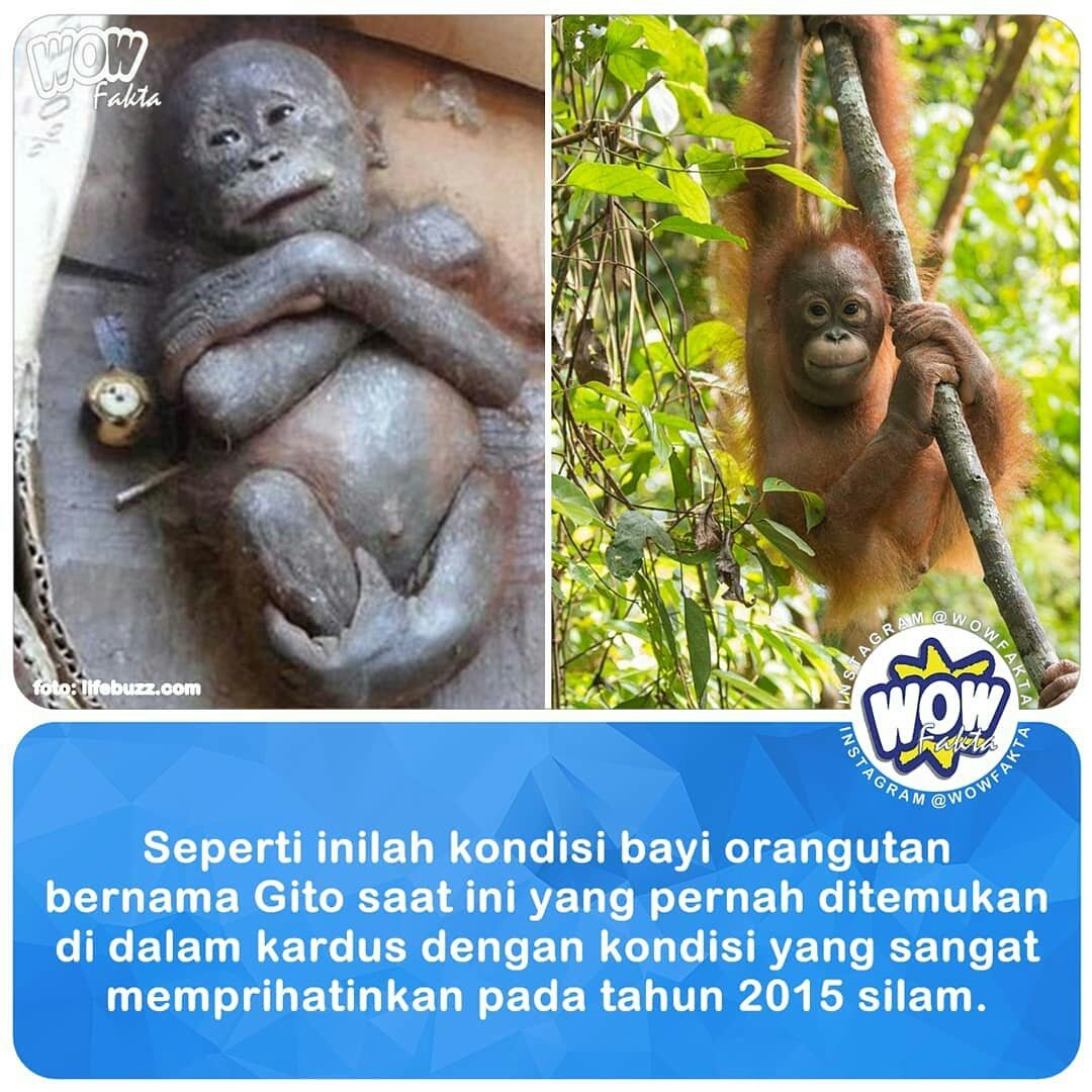 Tahun 2015 silam, sempat heboh penemuan bayi orangutan di dalam kardus. Peristiwa yang terjadi di Kalimantan Barat ini tentu saja mendapat perhatian luas. Sampai-sampai International Animal Rescue (IAR) ikut turun tangan untuk menangani kasus ini...

instagram.com/p/Bg0A3ZlghmY/
.
.