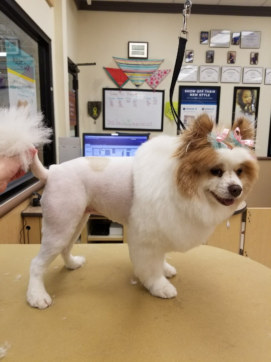 #northeastgrooming #cne #1747 #extrememakeover #lionclip by Danielle