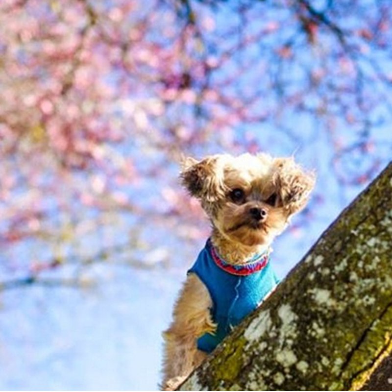 pupaholic's tweet photo. The Best Therapist has fur and four legs

Live Love Laugh. Enjoy life #pupaholiclovers. 

Have an amazing week. 

#dog #doglife #love #friends #dogs #puppies #week #live #fun https://t.co/kFnXElWq5I