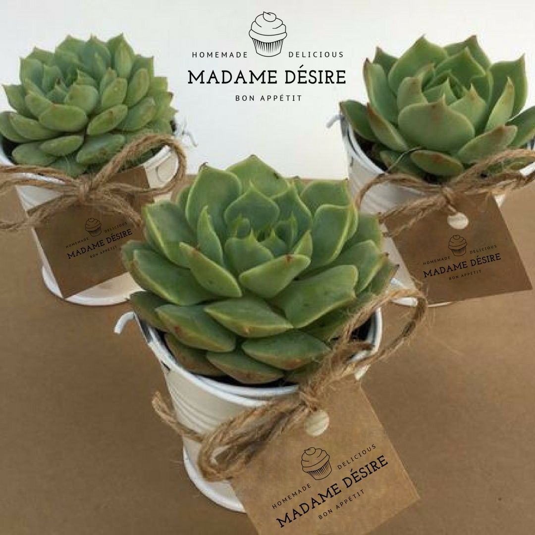 Nişan, düğün, lansman ve açılışlar, her türlü kutlama ve sunumlar için değişik ve şık bir sunum tercih eden müşterilerimiz için sukulentlerimiz hazır! #sukulent #sunum #kutlama