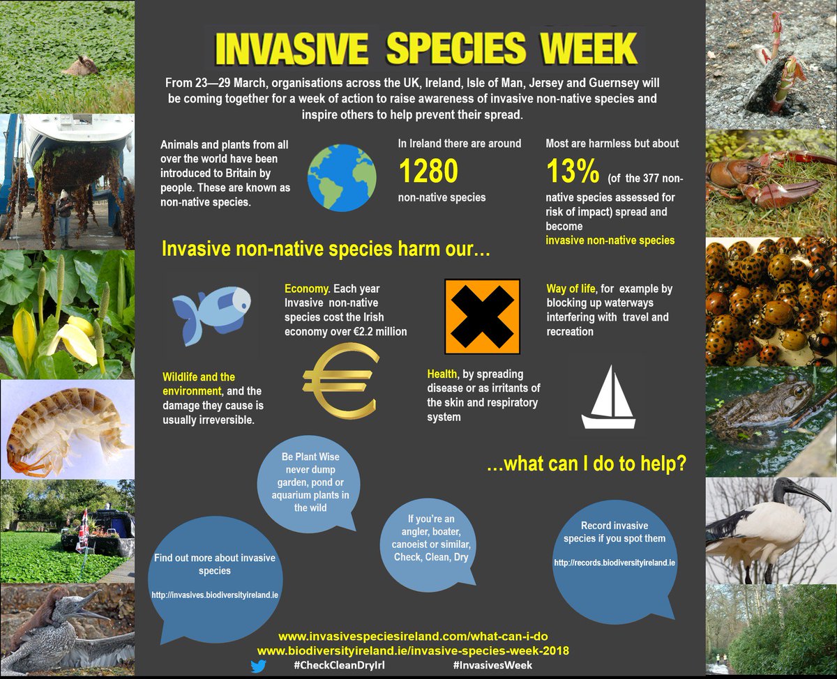 'Invasive species were estimated to have cost the Irish economy over €261million and are a major threat to our native flora and fauna.'
verde.ie/blog-post/inva…
#InvasivesWeek #InvasiveSpecies #InvasiveSpeciesWeek #CheckCleanDryIRL @BioDataCentre @EPACatchments @DenisNaughten