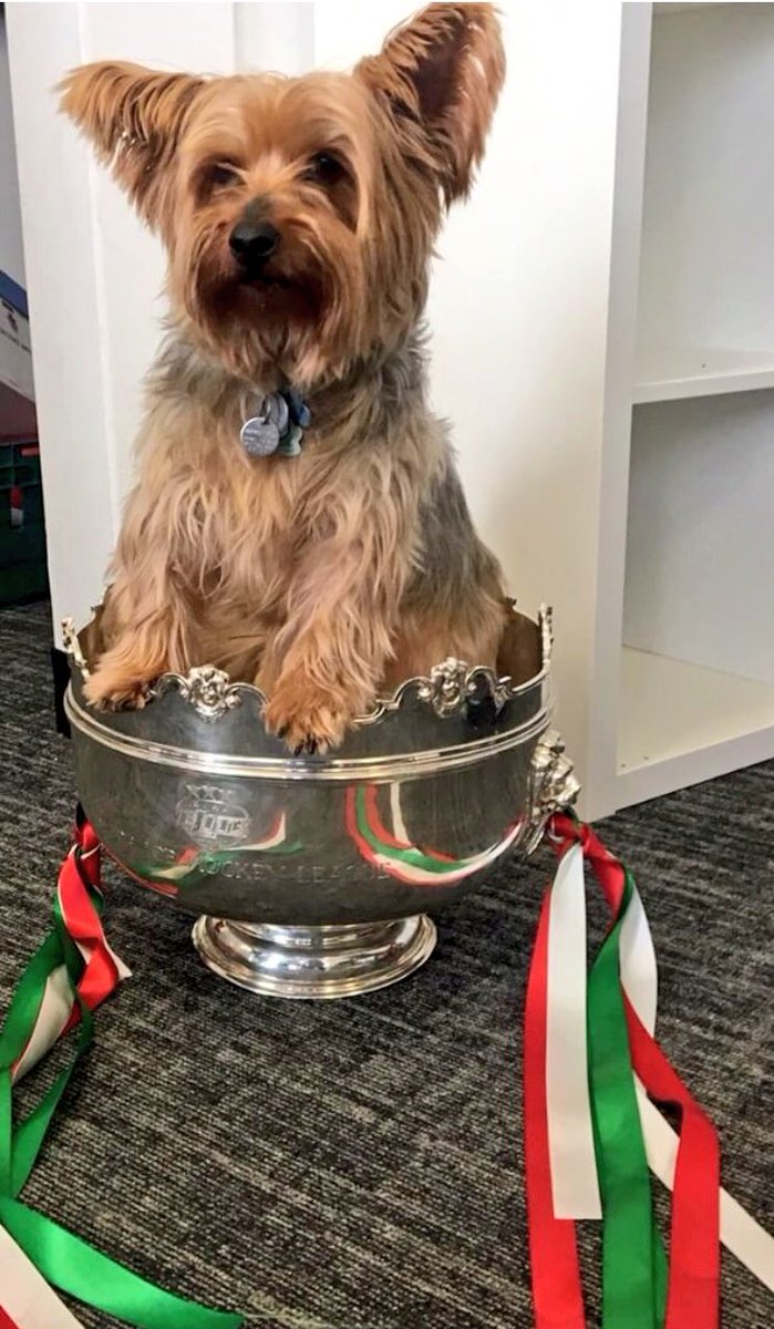 jspo008's tweet photo. And just when you thought the @officialEIHL league cup photos were over...  #TheGoodBoi gets his turn || #Bear @cardiffdevils #DevilsDogs https://t.co/M3Dt2sqmjL