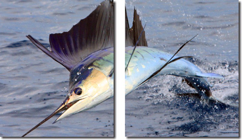FishingCorn's tweet photo. #fish #fishcorn #fishingcorn #fishing #fishingvideo #fishingyoutube #fishclass #fishmeat #fishtechnique #fishfacts #typesoffishing #youtubefishingtips #fishingsite #fishingattack #fishinggames #onlinefishing https://t.co/IukSPPDh6d