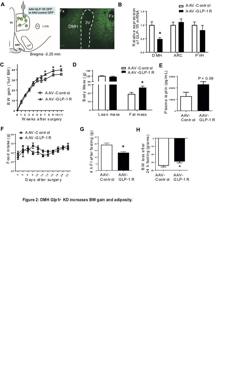 MolMetab's tweet photo. Loss of dorsomedial hypothalamic #GLP1 signaling reduces #BAT #thermogenesis and increases #adiposity
https://t.co/aGemQGkumZ https://t.co/gDa53QYrkx
