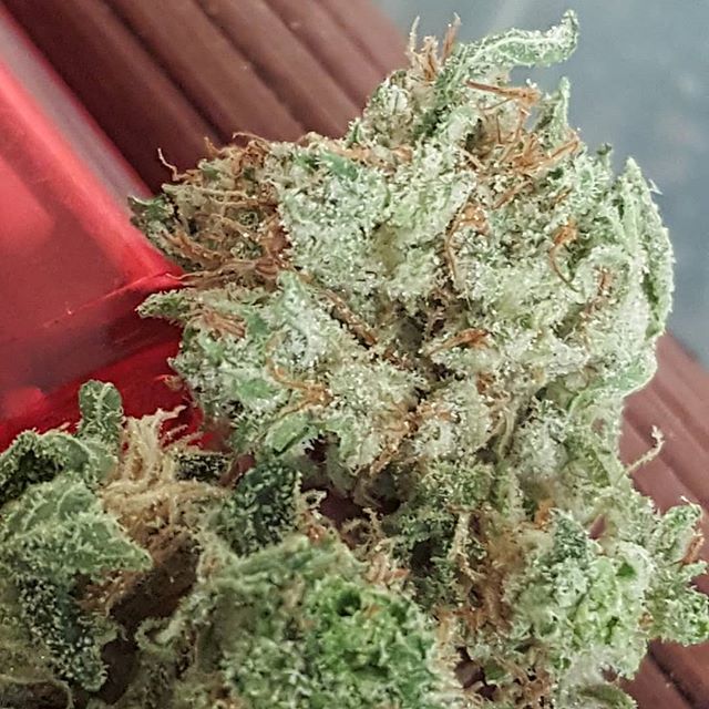 ukweedweekly's tweet photo. lovely sparkley #stardawg all glimmering such a beauty!! #legalisecannabisuk #freetheweeduk #alcoholkillscannabischills #ganjababes #420alldayeveryday #catchupuk https://t.co/apSsVEAUMM https://t.co/xWz0eOLWk4