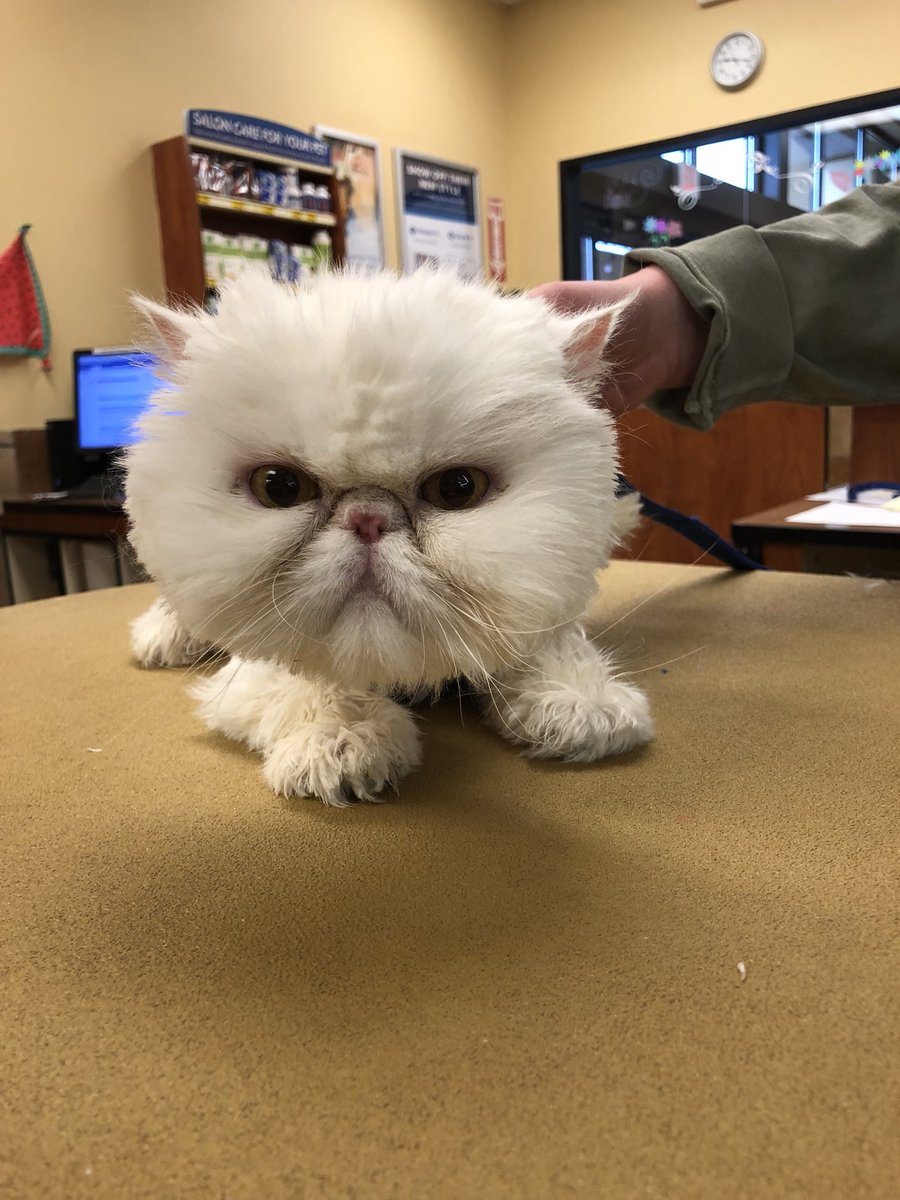 amanda Szymanski #northeastgrooming  #wnj #2143 #extrememakeover #catgrooming <a href="/Monicalovespets/">PetSmartNortheast</a>