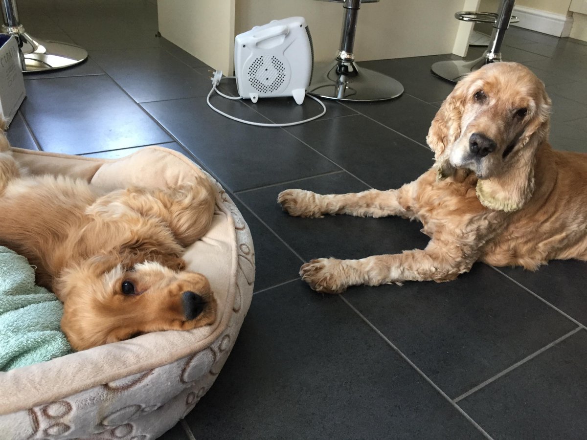 6th to 13th April still available at our 4 star #dogfriendly cottage in the #breconbeacons Sleeps 4 with 2 ensuites You could be as chilled as Pluto and Oakley!