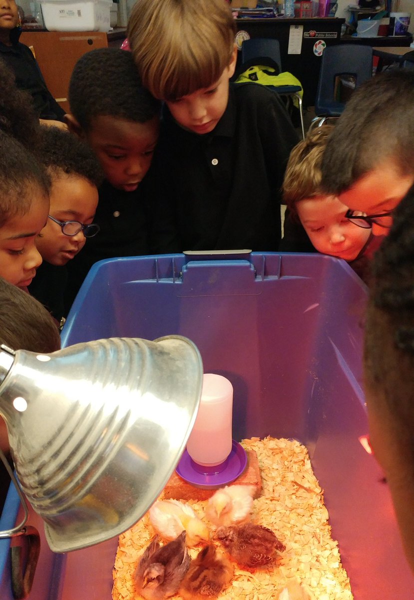 scienceatspeas's tweet image. GrK being scientist &amp;amp; observing the chicks in the brooder. @SpeasGlobal #expmodeldemo