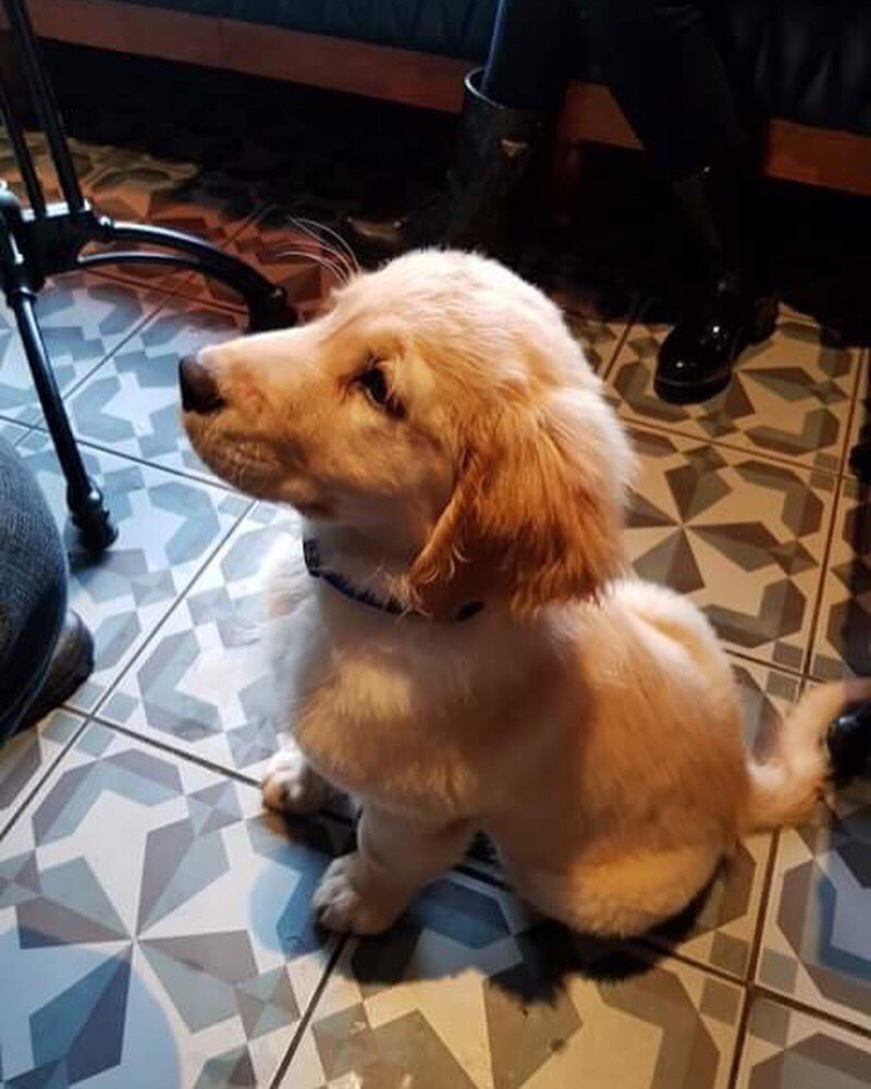 WilliamWPub's tweet photo. Meet our new regular, Digby! 🐶
.
.
We’re dog friendly and we love welcoming new faces to the pub! ❤️

#visitwinchester #dogsofwinchester #dogfriendly https://t.co/xRgIcy0pVL