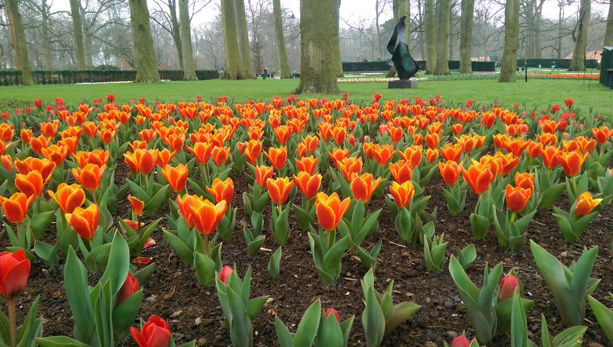 Look the early tulips! :)