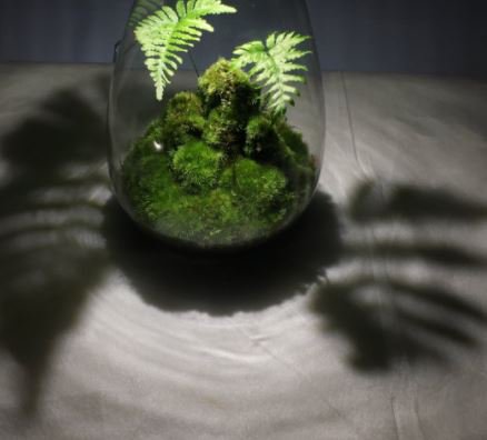topterrarium's tweet photo. @art_terrarium #terrariums #terrarium #plantsmakepeoplehappy #urbangarden #glasssculpture #handmade #interiordesign #sculpture #design #art #plants #miniecosystem #moss #succulents #homestyle #botanical #mossterrarium #mossarium #terrariumshop #Japan #landscape #mosslight https://t.co/GT30pUiloZ
