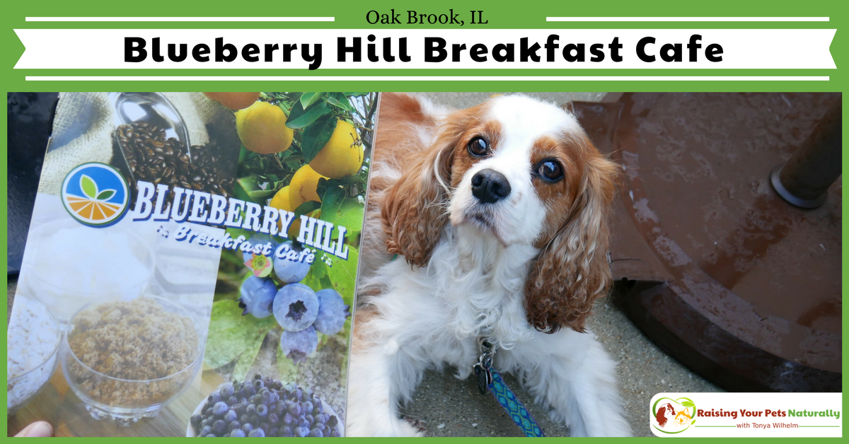 dogtrainer4ever's tweet photo. #DogFriendlyRestaurants in The #Chicago Area. Blueberry Hill Breakfast Cafe was an amazing #dogfriendlycafe. If you are #travelingwithdogs you won't want to miss it. https://t.co/rrbpC2qPat #chicagodogs #dogfriendlychicago #chitown #petfriendly #dogfriendly @dogtrainer4ever https://t.co/Jh0YPMKfpO