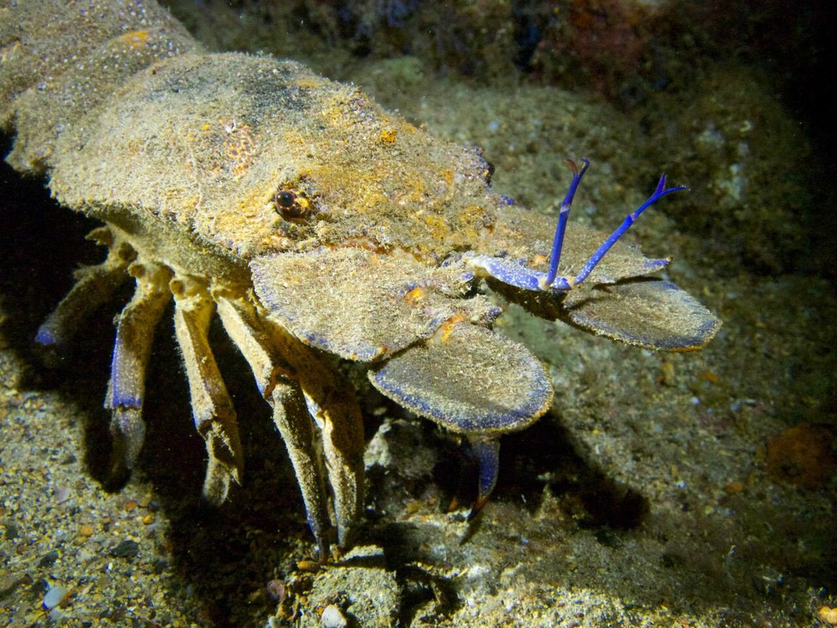 Amazing photo of some of the #marinelife you can see when you dive with #BlueExplorers. #VisitGranCanaria #Tenerife #GoDiving
