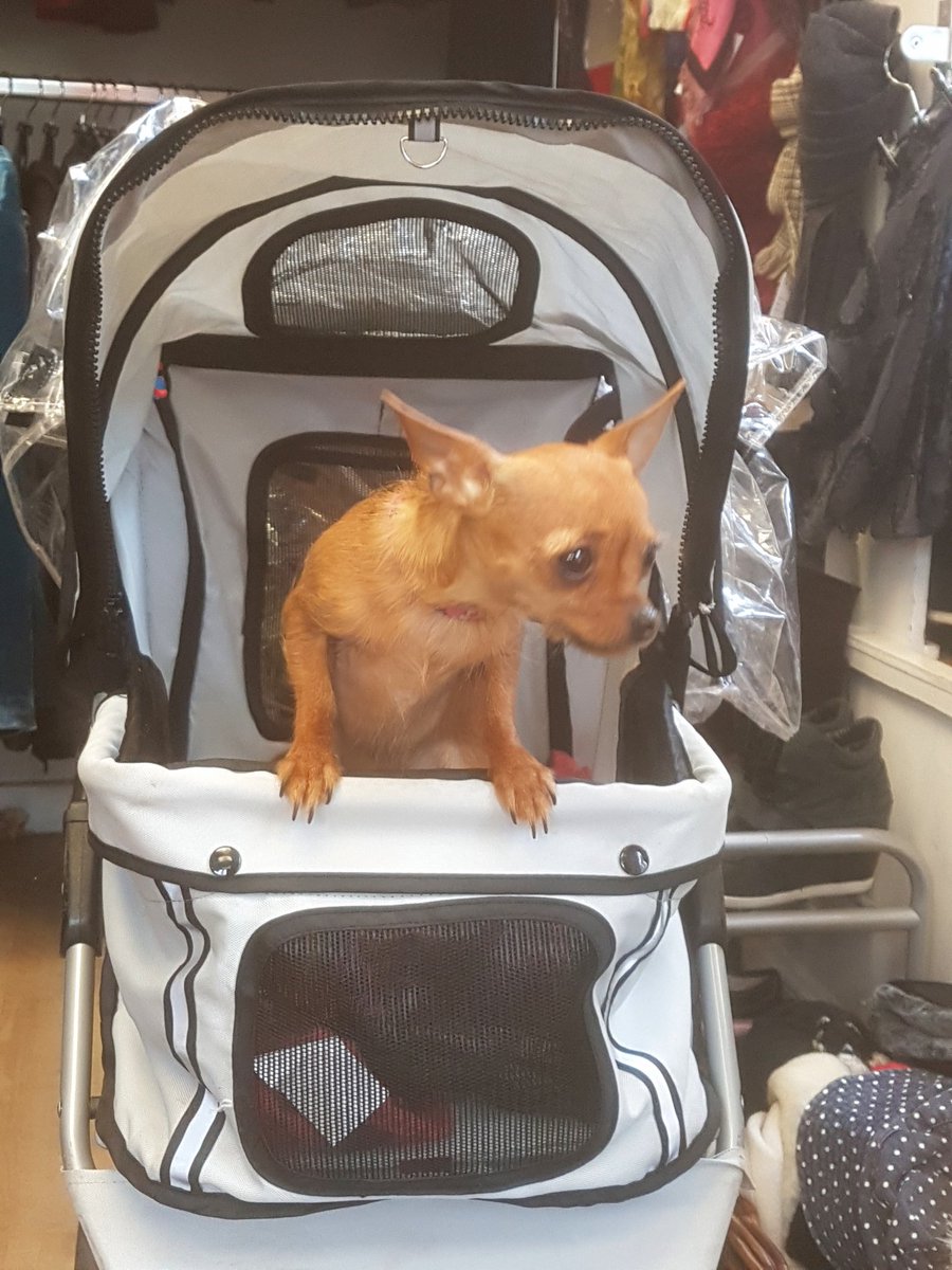 sheltermornings's tweet photo. This is 'Mini'. She loves a good bargain...
#charitytuesday #dogsofTwitter #tinypooch #Shelter #Edinburgh #Morningside https://t.co/bxxj8nmd0K