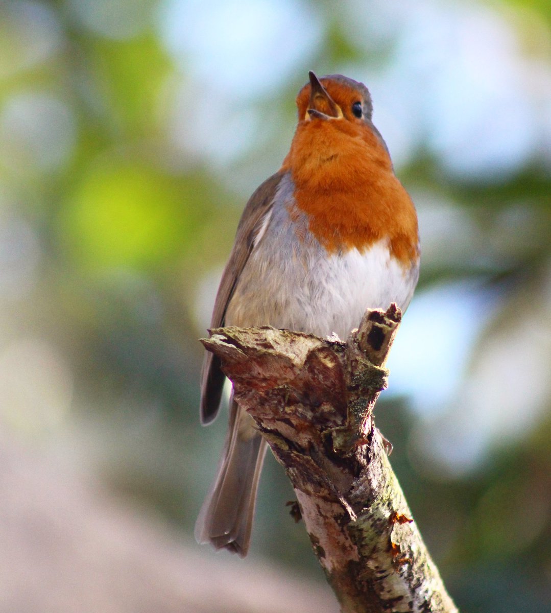 Frommoortosea's tweet photo. #birdphotography #birder  #wildlifephotography @WildlifeMag https://t.co/xQA16V8fgg