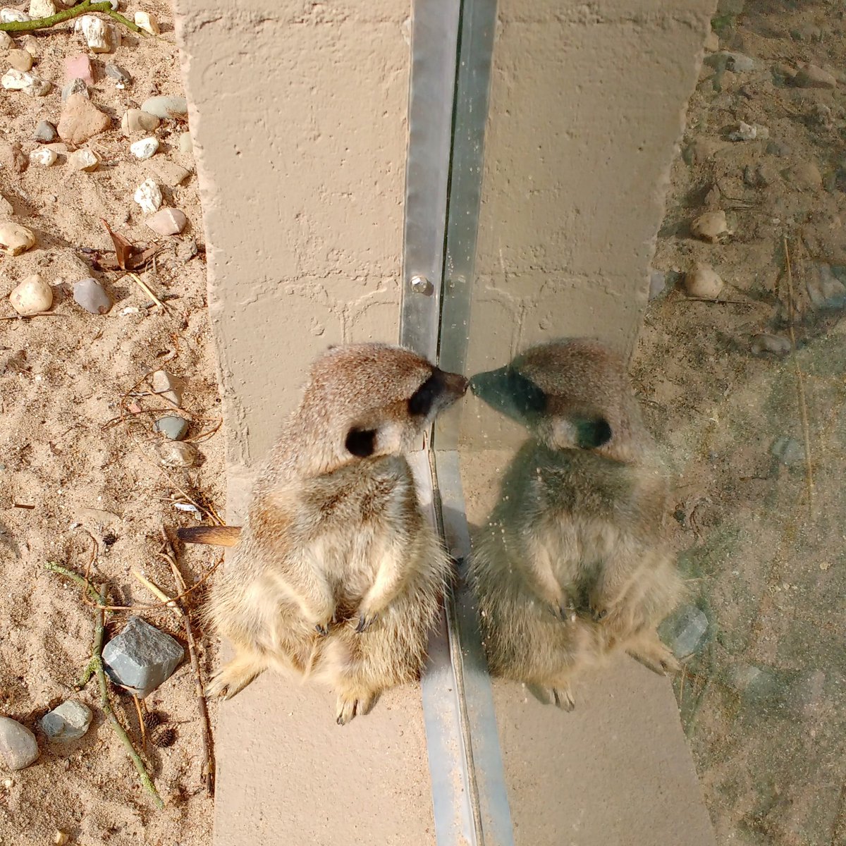 bergflachland's tweet photo. Ene Besuch im Zoo. Oh Oh Oh Oh. Nä wat es dat schön! Ok, war nur ein kleiner Tierpark. Dafür mit Erdmännchen 😍 https://t.co/qwosSYhenb